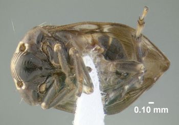 Media type: image;   Entomology 618417 Aspect: habitus ventral view